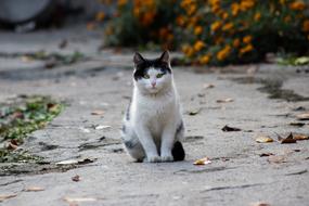 Cat White Black Fluffy