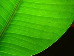 Leaf Plant Lived