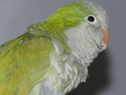 Parrot Detail Feathers