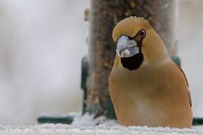 Big Kiss Case-Nuclei Winter