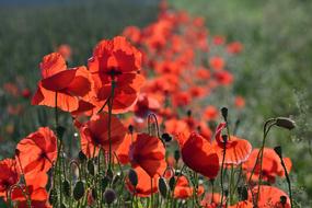 Poppy Field Of Poppies Klatschmohn