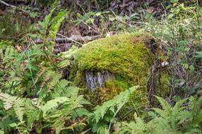 Moss Fern