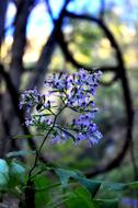 Flower Vine Garden
