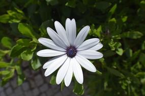 Flowers Portugal Sun