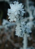 Frost Winter Nature No