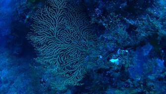 Corals Sea Ocean