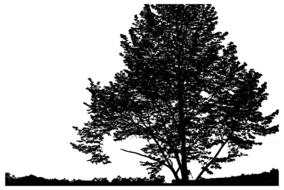 tree landscape nature ecological