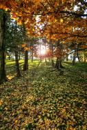 Solar Forest Tree