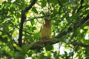 Nature Tree Outdoors