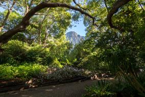 Kirstenbosch Botanical Garden