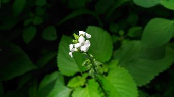 Nature Flower