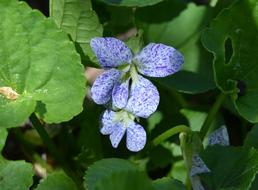 Violets Spring Flower