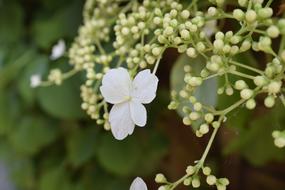 Flower Nature Floral