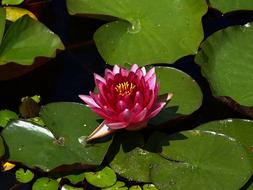 Waterlily Water