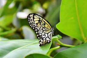 Butterfly Insect Wing