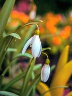 Snowdrop Spring Nature