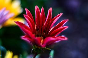 Flower Beautiful Nature