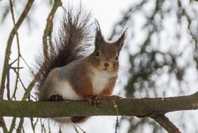 Tree Mammals Wild Animals