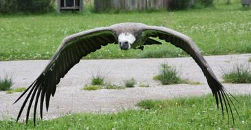 Nature Bird Animal World