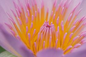 pink flower with long tendrils