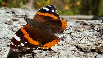 Butterfly Autumn Bark