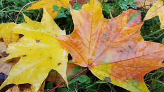 Foliage Autumn Grass
