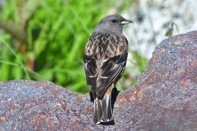 Alpine accentor on a rock