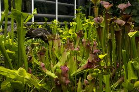 beautiful green plants in the garden in the greenhouse