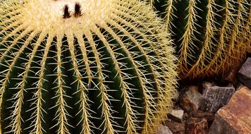 Echinocactus Mexico Rip