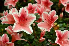 Flower Spring Pink
