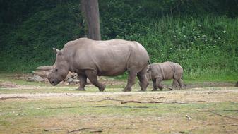 Rhino Young Steppe Big