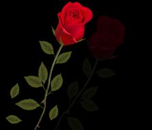 rosa red rose plant spring