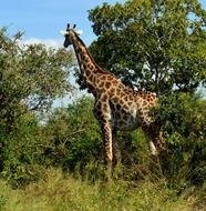 Giraffe Wildlife Tallest