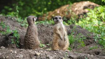Meerkat Zoo Animals