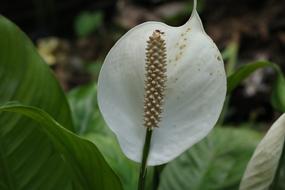 domestic white flower