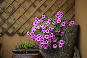 Flowers Plants Nature Potted