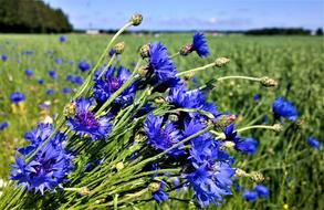 blue flowers bouquet in the field