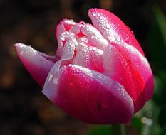 Tulip Blossom Bloom