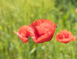 Poppy Flower Klatschmohn Red