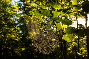 Nature Leaf Tree