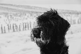 Black dog in winter