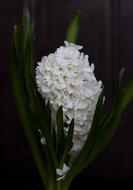 Hyacinth White