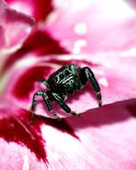 Evarcha spider on a flower