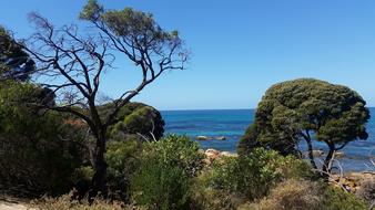 Tree Nature Landscape