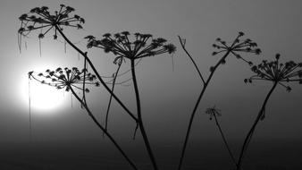 Nature Plant Winter Törröttäjä