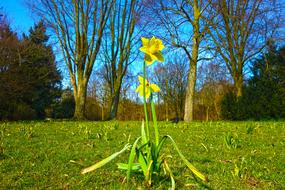 Daffodil Flower Plant