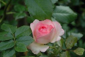 Floribunda Flowers Pink