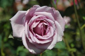 Floribunda Flowers Lilac