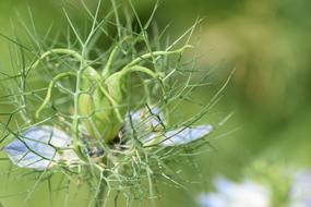 Green Flower Flowers