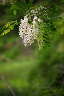 Nature Plants Wood
